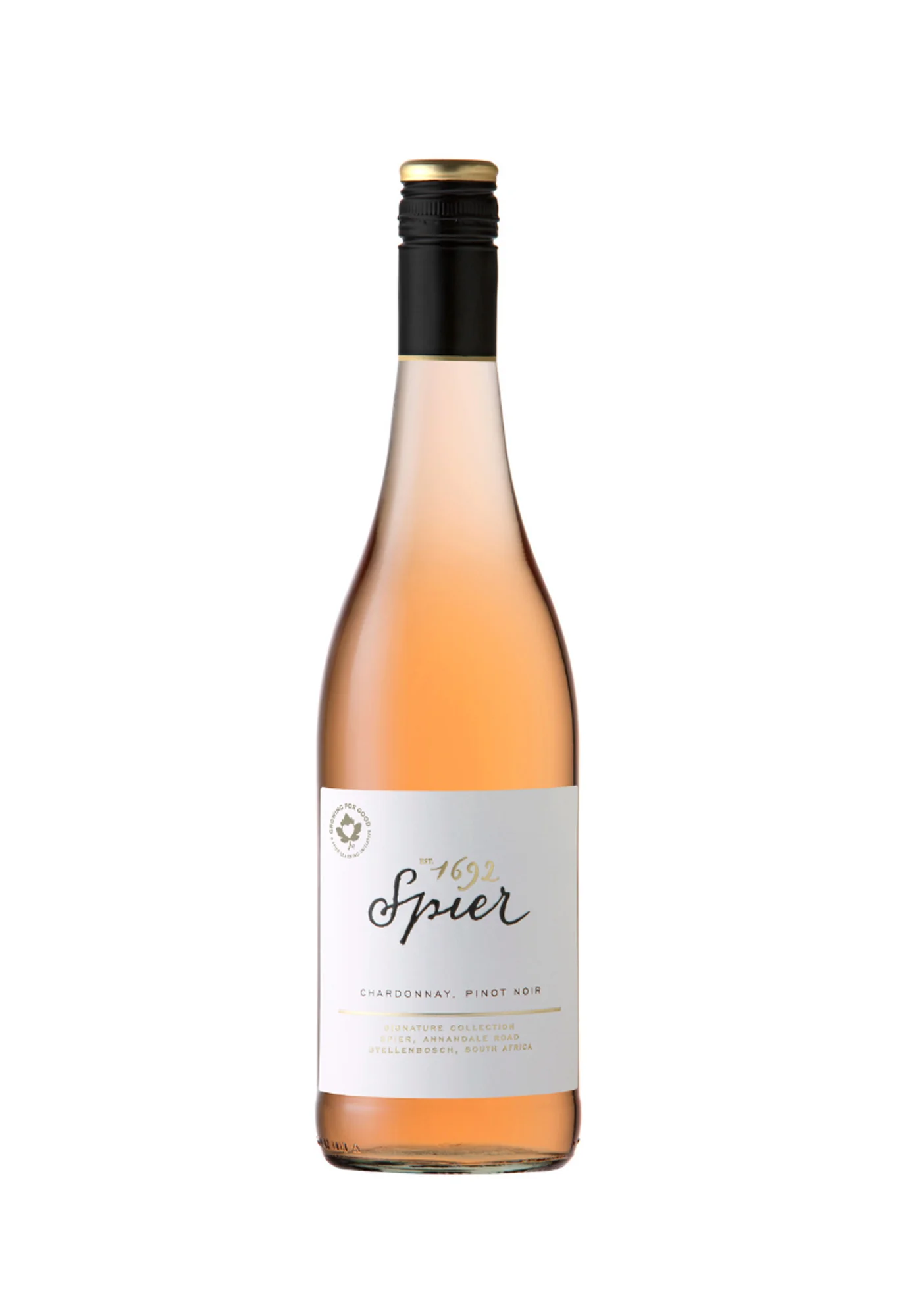Spier Rose 2025